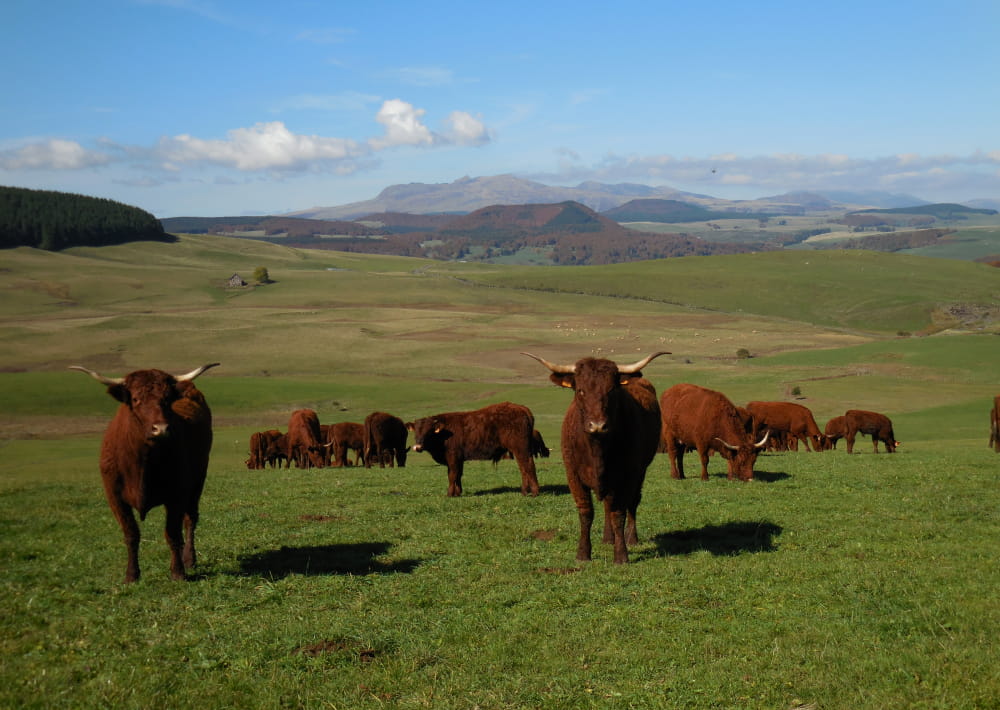 blog tour des vaches rouges